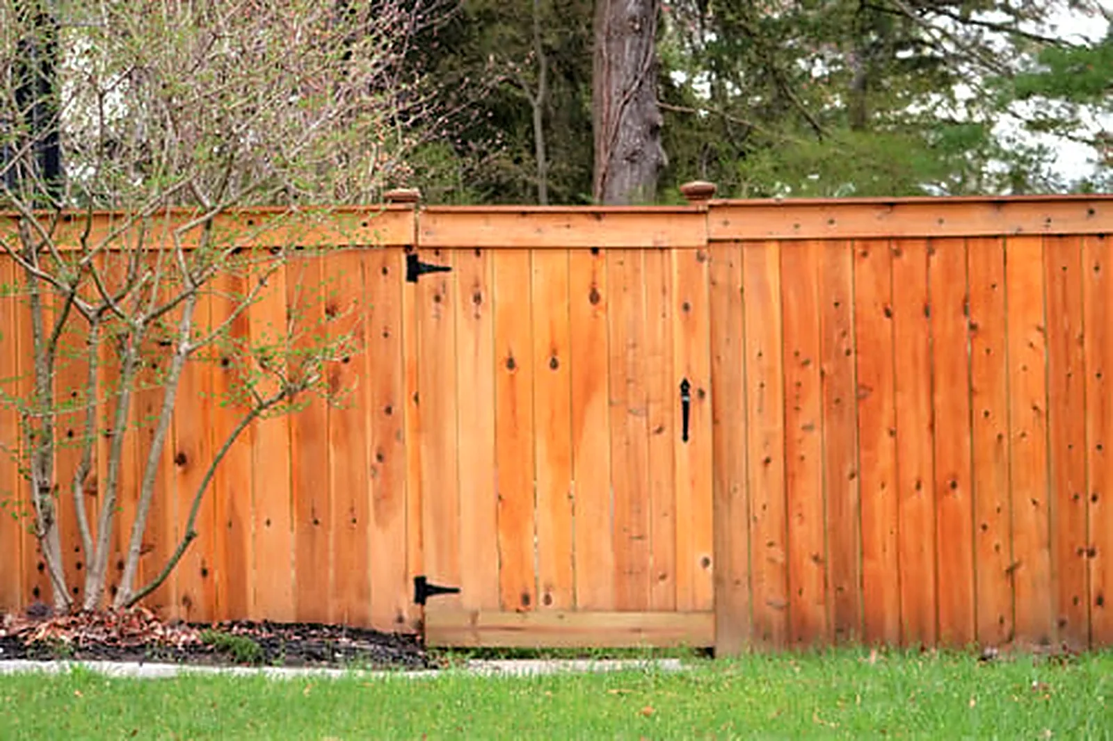 Freshly stained cedar privacy fence and gate with rich honey-toned wood sealant beside a green backyard lawn